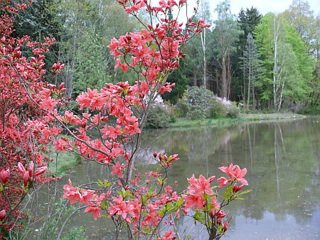 Rododendronoka K&aacute;moni Arbor&eacute;tumban