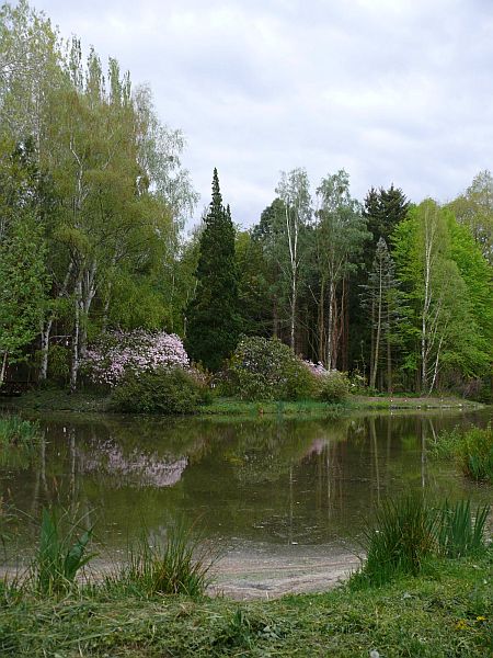 Rododendronoka K&aacute;moni Arbor&eacute;tumban