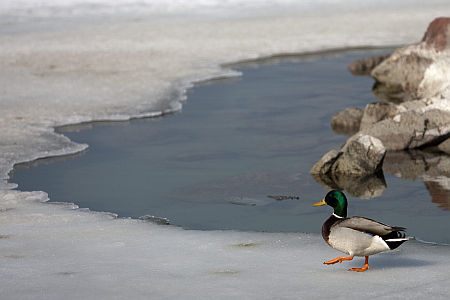 Olvad a jég a Balatonnál, a Zamárdi csónakkikötőben.