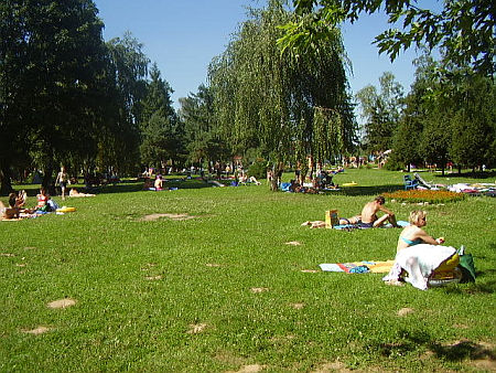 Borg&aacute;ta, f&uuml;rdő