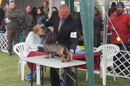 Bük, kutya