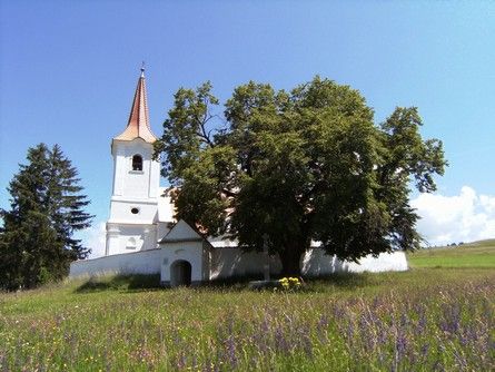 A győztes hargita fa
