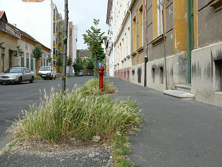 V&aacute;rosi fű