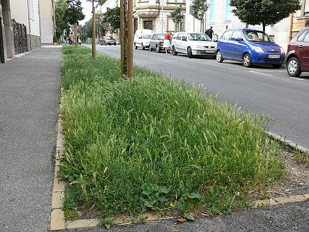 V&aacute;rosi fű
