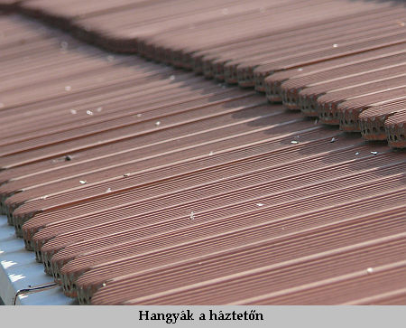 Hangyák Szombathelyen