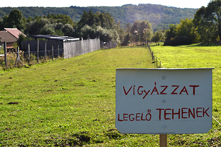 Gesztenyeünnep Velemben