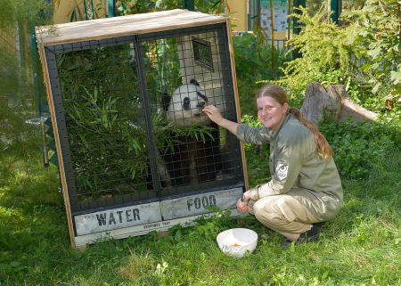 Fu Hu, a bécsi pandabocs