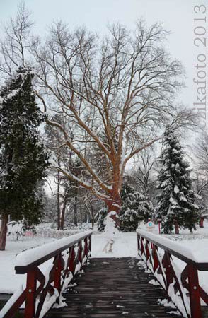 Kámoni Arborétum télen
