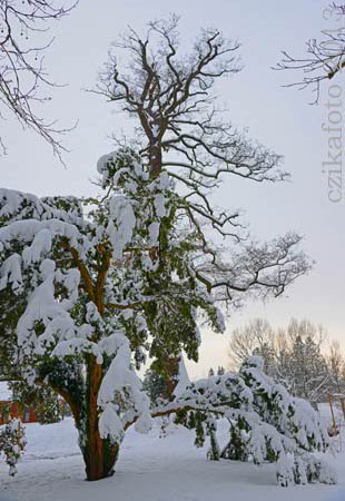 Kámoni Arborétum télen