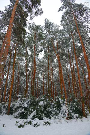 Kámoni Arborétum télen