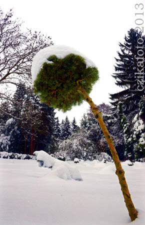 Kámoni Arborétum télen