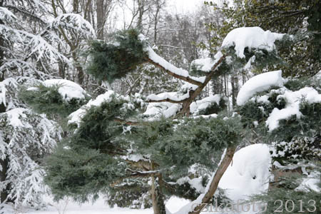 Kámoni Arborétum télen
