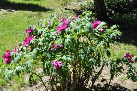 Rhododendron csúcsvirágzás a Kámoni Arborétumban 