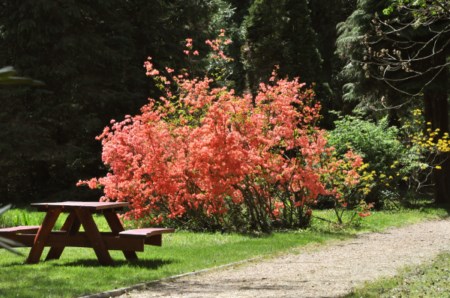 Rhododendron csúcsvirágzás a Kámoni Arborétumban 