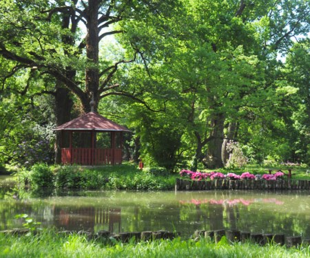 Rhododendron csúcsvirágzás a Kámoni Arborétumban 