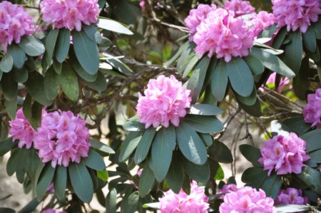 Rhododendron csúcsvirágzás a Kámoni Arborétumban 