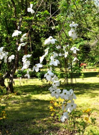 Rhododendron csúcsvirágzás a Kámoni Arborétumban 