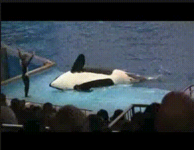 delfinárium