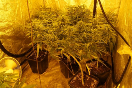 Gyenesdiás, Kannabisz