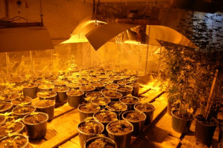 Ikervár, marihuana
