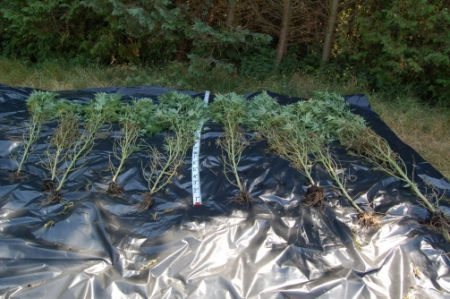 Ikervár, kannabisz
