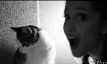 Macska gif