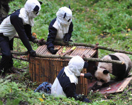A panda befogása