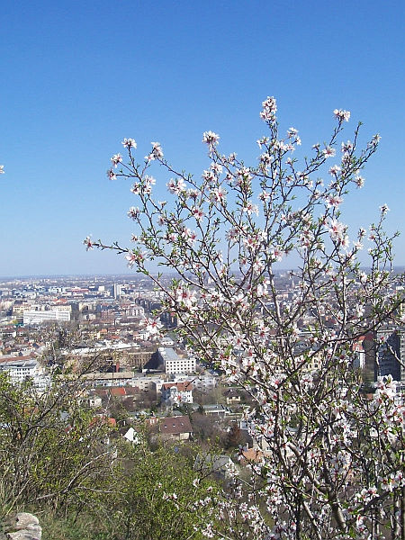 Sas hegy, Budapest