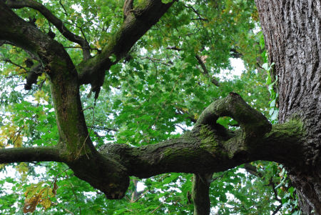 Kámoni Arborétum