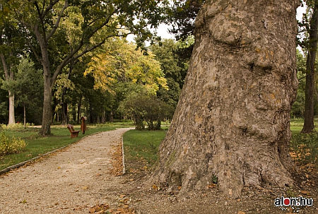 K&aacute;moni Arbor&eacute;tum