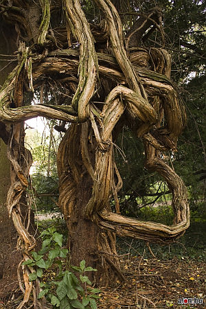 K&aacute;moni Arbor&eacute;tum