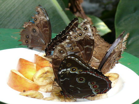 Lepkeh&aacute;z, B&eacute;cs