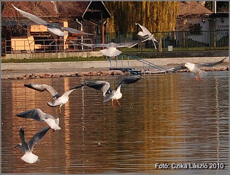 Magas a Balaton v&iacute;zszintje