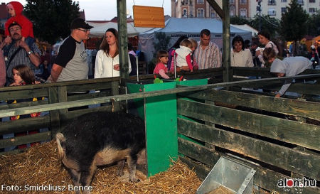 Mangalica
