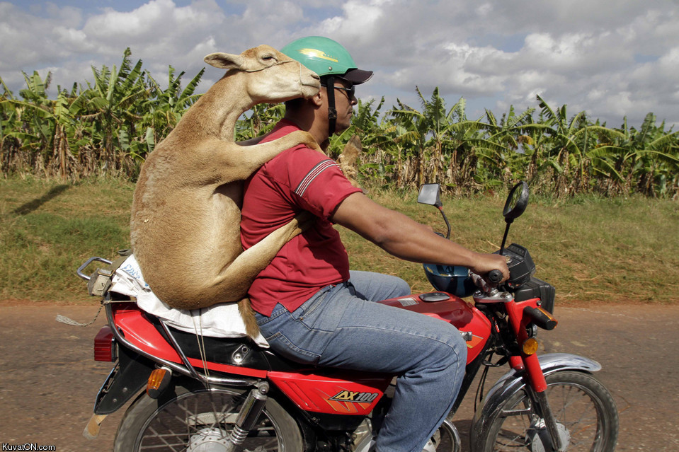 Motoros kecske