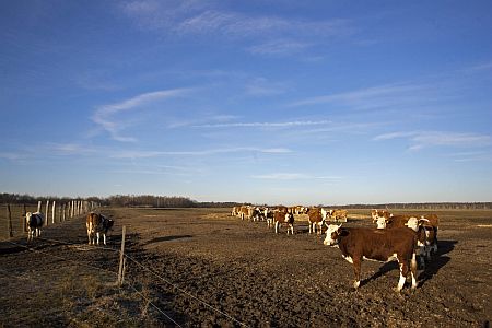Magyar tarka tehenek a fajta tartására szakosodott Őrségi Nemzeti Park állattartó telepén, a Vas megyei Őriszentpéteren