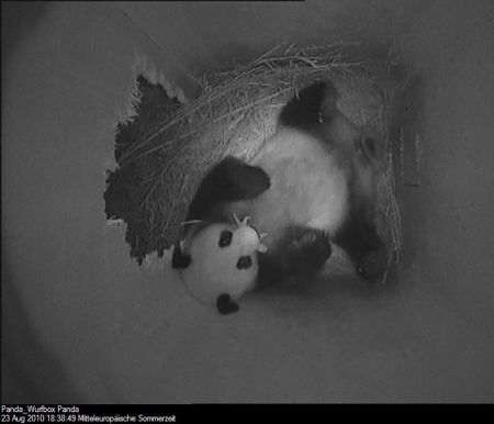 Panda bébi