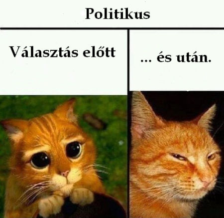 Politikus, választás előtt és után