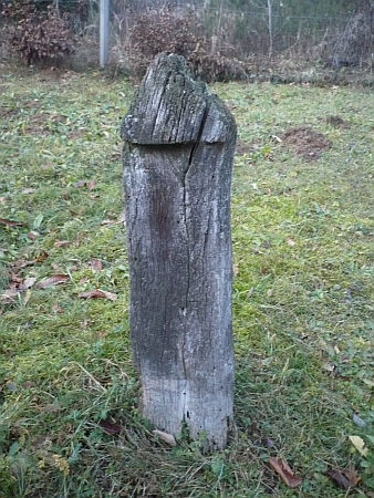Sökfa - Kercsaszomor