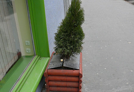 lelakatolt tuja