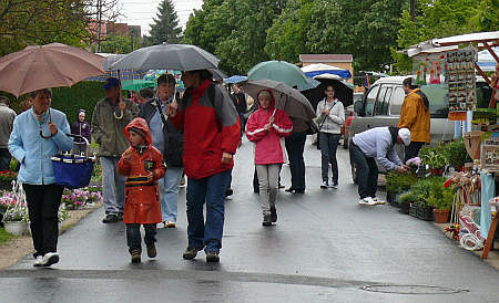 Her&eacute;nyi vir&aacute;g&uacute;t 2011