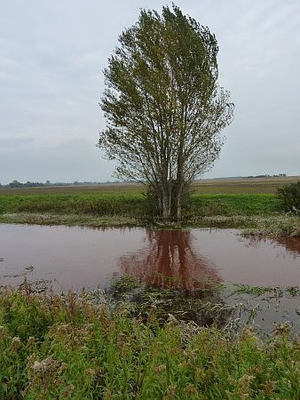 V&ouml;r&ouml;siszap, Celld&ouml;m&ouml;lk