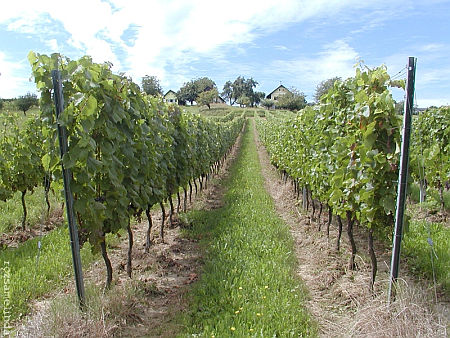 Winten, Ausztria
