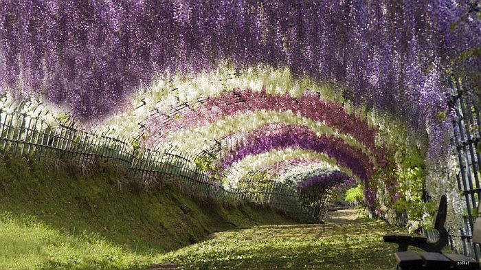 Wisteria alag&uacute;t