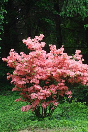 Azele&aacute;s v&ouml;lgy, Zalaegerszeg