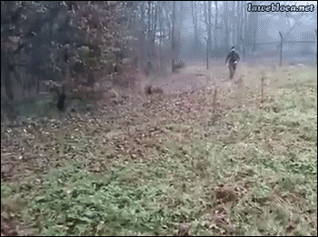 Kemény kutyatámadás Kemény kutyatámadás