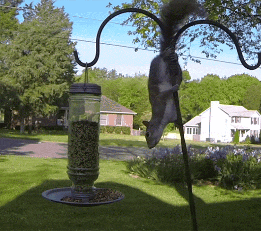 Egy mókus elkeseredett küzdelme