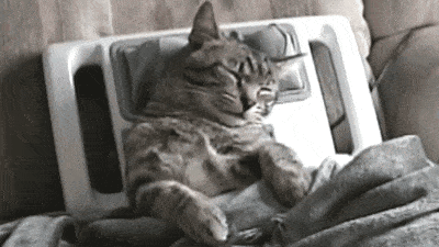Relaxáló macska