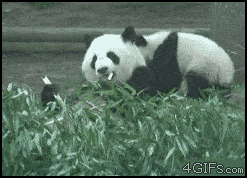 Pandák
