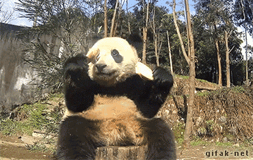 Táplálkozó panda